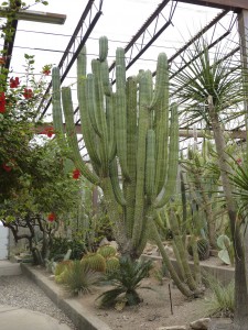 15 foot Cactus (4.5 meters)